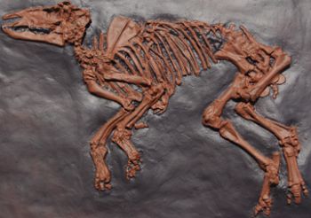 Unicorn Fossile