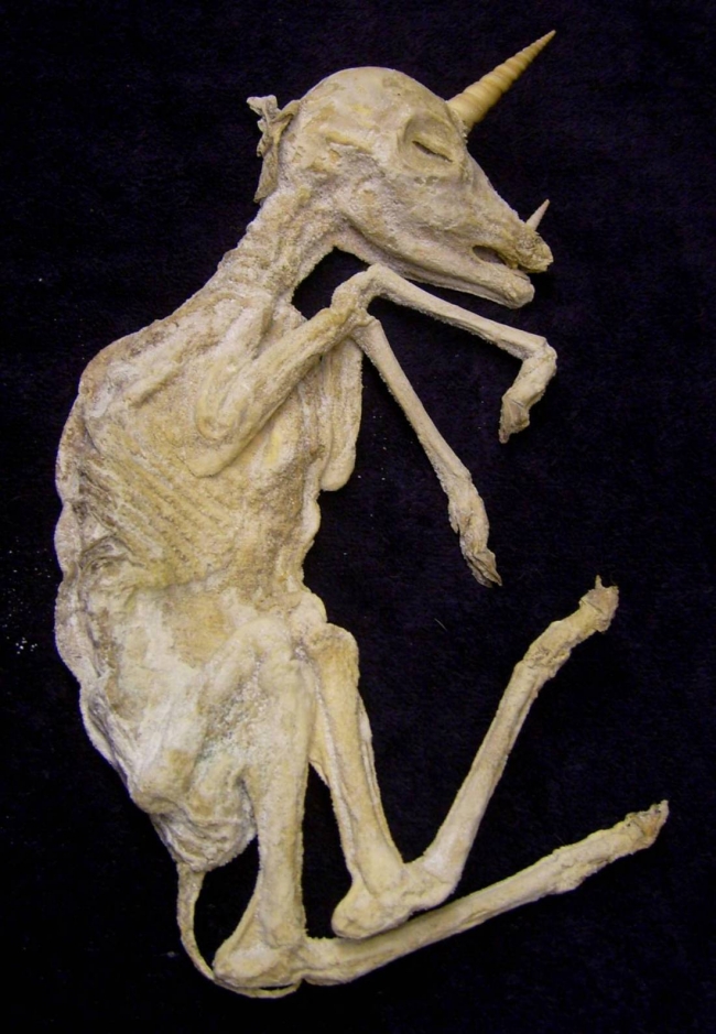 Archaeologists find Scottish Unicorn Fossils - Suggea Story: 60063